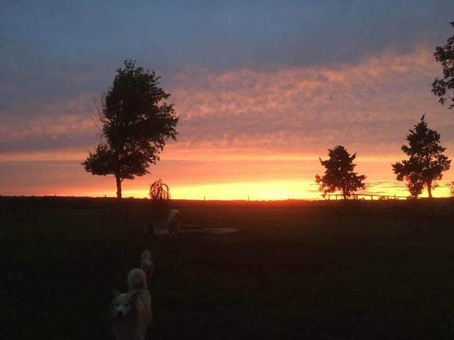 Orange sunset sky glowing behind tall trees over an open countryside field