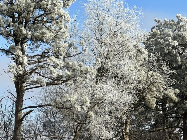 Tall trees coated in white frost against a bright blue winter sky