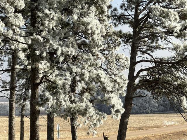 Frosted pine trees standing over a dry golden winter field and pasture