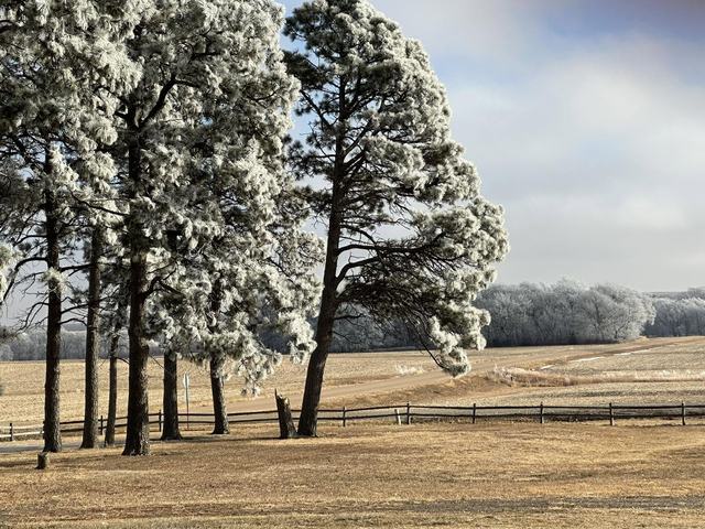 Tall pines and a split-rail fence line a golden field under a pale winter sky